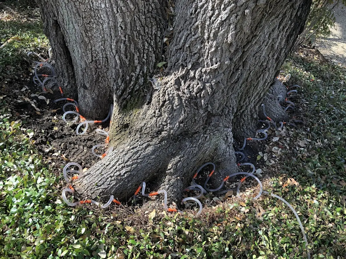 Detailed Tree Cabling and Bracing job site in Timewell